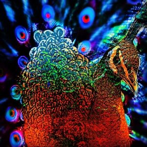 Meet your Posher, Miles